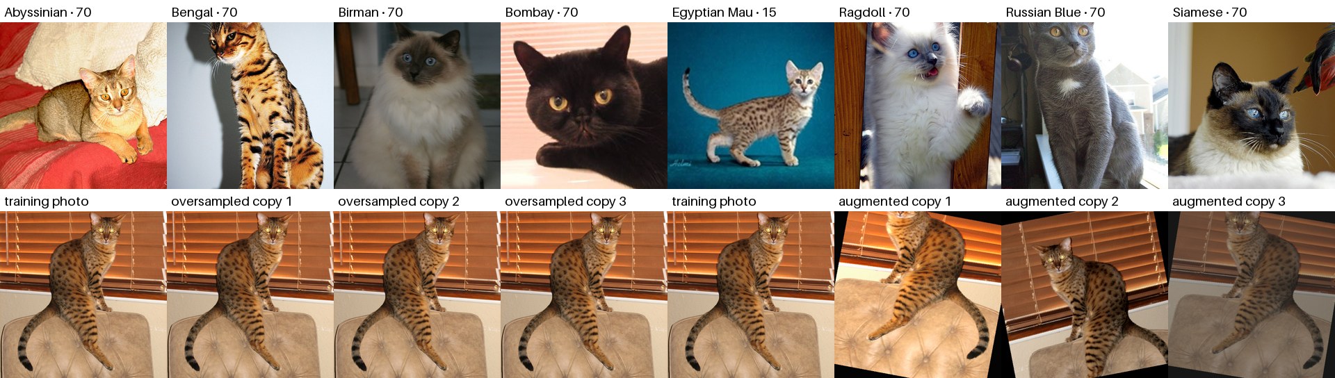 One training photo of each of the eight breeds with its photo count, then one Egyptian Mau photo with three oversampled copies and three augmented copies